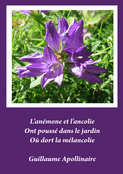Douceur de mots pour apaiser le chagrin